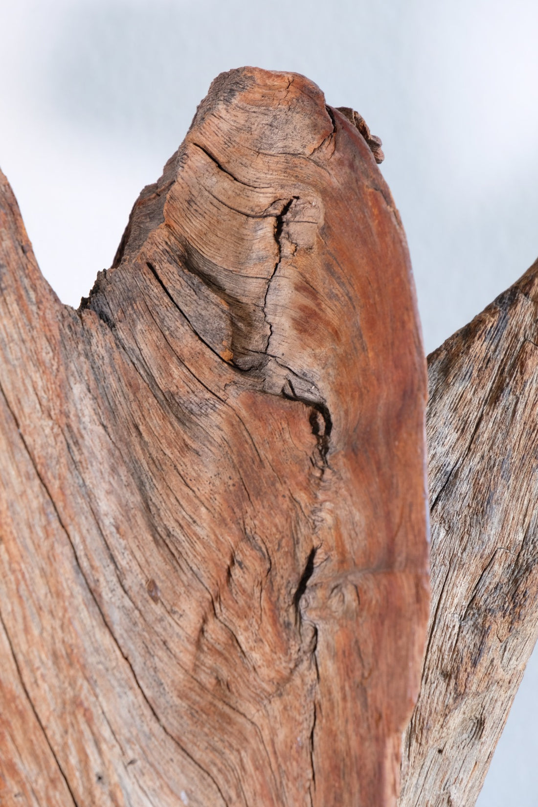 Primitive Carved Driftwood Folk Art Face Sculpture from Beachfound Wood